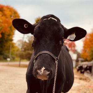 Meet your Posher, Meaghan